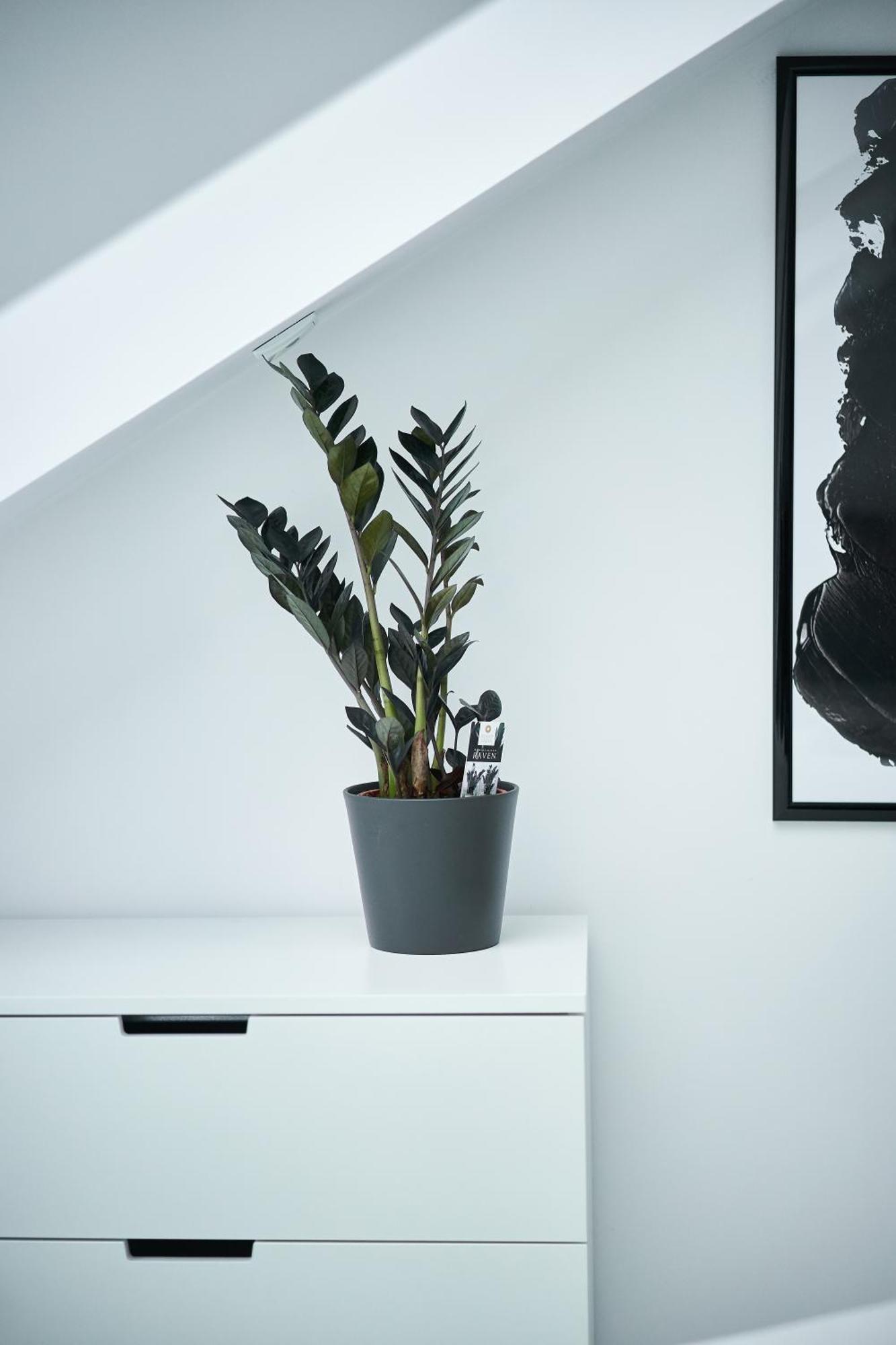 Apartamento Unique Design Loft In Middle Of Centre Of Old Town With Netflix Cracovia Exterior foto